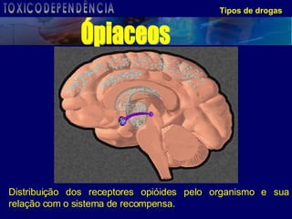 Tipos de drogas Distribuição dos receptores opióides pelo organismo e sua relação com o sistema de recompensa. Ópiaceos TOXICODEPENDÊNCIA 