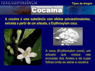 Tipos de drogas A cocaína é uma substância com efeitos psicoestimulantes, extraída a partir de um arbusto, a Erythroxylum coca. A coca (Erythroxylon coca), um arbusto que cresce nas encostas dos Andes e de cujas folhas onde se extrai a cocaína TOXICODEPENDÊNCIA 