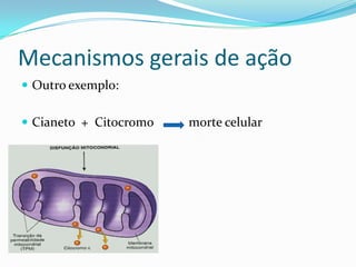 Mecanismos gerais de ação
 Outro exemplo:
 Cianeto + Citocromo

morte celular

 