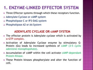 Three Effector systems through which these receptors function.
 Adenylate Cyclase or cAMP system
 Phospholipase C or IP3-DAG system
 Phospholipase A2 or AA System
ADENYLATE CYCLASE OR cAMP SYSTEM
 The effector protein is Adenylate cyclase which is activated by
α-GTP complex.
 Activation of Adenylate Cyclase enzyme by stimulatory G-
Protein (Gs) leads to increased synthesis of cAMP (3-5 cyclic
adenisine monophopshate).
 Accumulation of cAMP within the cell activate cAMP-dependant
Protein Kinase.
 These Protein kinases phosphorylate and alter the function of
cell.
 