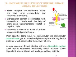  These receptor are membrane bound
and have Large extracellular and
intracellular domains.
 Extracellular domain is connected with
intracellular domain with the help of
short single transmembrane stretch of
peptide chain.
 Intracellular domain is made of protein
kinase mostly tyrosine kinase.
16
When specific ligand binds to extracellular the intracellular
protein kinase get activated and phosphorylates the regulatory
proteins. which either alter the activity of cell.
In some receptors ligand binding activates Guanylate cyclase
cGMP (Cyclic Guanosine Phosphate) which activate cGMP-
dependant protein kinase and modulate cellular activity.
 