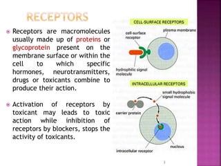  Receptors are macromolecules
usually made up of proteins or
glycoprotein present on the
membrane surface or within the
cell to which specific
hormones, neurotransmitters,
drugs or toxicants combine to
produce their action.
 Activation of receptors by
toxicant may leads to toxic
action while inhibition of
receptors by blockers, stops the
activity of toxicants.
3
 