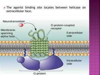  The agonist binding site locates between helicase on
extracellular face.
9
 