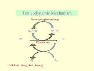 Toxicodynamic Mechanism PQ 2+ PQ + NADP + NADPH O 2 . PQ reductase Pentose phosphate pathway Cell death : (lung , liver , kidney) O 2 