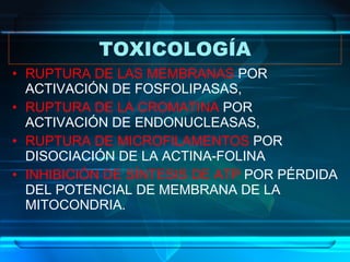 TOXICOLOGÍA RUPTURA DE LAS MEMBRANAS  POR ACTIVACIÓN DE FOSFOLIPASAS, RUPTURA DE LA CROMATINA  POR ACTIVACIÓN DE ENDONUCLEASAS, RUPTURA DE MICROFILAMENTOS  POR DISOCIACIÓN DE LA ACTINA-FOLINA INHIBICIÓN DE SÍNTESIS DE ATP  POR PÉRDIDA DEL POTENCIAL DE MEMBRANA DE LA MITOCONDRIA. 