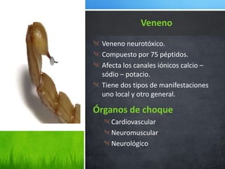 Veneno neurotóxico.
Compuesto por 75 péptidos.
Afecta los canales iónicos calcio –
sódio – potacio.
Tiene dos tipos de manifestaciones
uno local y otro general.
Veneno
Órganos de choque
Cardiovascular
Neuromuscular
Neurológico
 