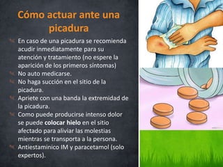 En caso de una picadura se recomienda
acudir inmediatamente para su
atención y tratamiento (no espere la
aparición de los primeros síntomas)
No auto medicarse.
No haga succión en el sitio de la
picadura.
Apriete con una banda la extremidad de
la picadura.
Como puede producirse intenso dolor
se puede colocar hielo en el sitio
afectado para aliviar las molestias
mientras se transporta a la persona.
Antiestaminico IM y paracetamol (solo
expertos).
Cómo actuar ante una
picadura
 