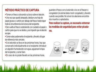 Toxicología animales ponzoñosos