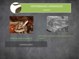 VERTEBRADOS VENENOSOS
(OFIDIOS)
EJEMPLARES
Bothrops asper (mapaná x)
Bothriechis schlegelii (víbora de tierra fría o
cafetal)
 