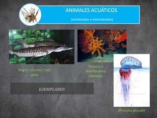 EJEMPLARES
ANIMALES ACUÁTICOS
(vertebrados e invertebrados)
(Physalia physali)
Tedania y
Neofibularia
esponjas
Bagre/ nicuros / pez
gato
 