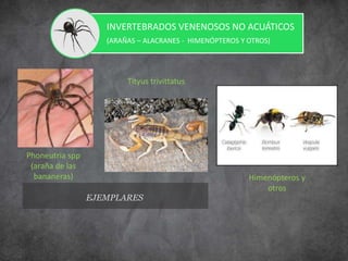 EJEMPLARES
INVERTEBRADOS VENENOSOS NO ACUÁTICOS
(ARAÑAS – ALACRANES - HIMENÓPTEROS Y OTROS)
Phoneutria spp
(araña de las
bananeras)
Tityus trivittatus
Himenópteros y
otros
 