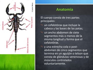 El cuerpo consta de tres partes
principales:
un cefalotórax que incluye la
cabeza y las bases de las patas;
un ancho abdomen de siete
segmentos más o menos de la
misma longitud y forma que el
cefalotórax.
y una estrecha cola o post-
abdomen de cinco segmentos que
termina en un aguijón o telson que
consta de glándulas venenosas y de
músculos controlados
voluntariamente.
Anatomía
 