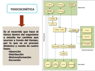 Es el recorrido que hace el
tóxico dentro del organismo
y estudia los cambios que
ocurren a través del tiempo,
por lo que es un proceso
dinámico y consta de cuatro
fases:
•Absorción
•Distribución
•Biotransformación
•Excreción
TOXICOCINÉTICA
 
