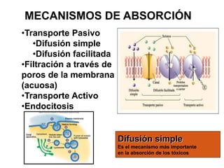 MECANISMOS DE ABSORCIÓN
•Transporte Pasivo
•Difusión simple
•Difusión facilitada
•Filtración a través de
poros de la membrana
(acuosa)
•Transporte Activo
•Endocitosis
Difusión simple
Es el mecanismo más importante
en la absorción de los tóxicos
 
