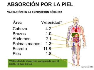 *Velocidad de absorción comparada con el
brazo, la cual es 1.0
ABSORCIÓN POR LA PIEL
VARIACIÓN EN LA EXPOSICIÓN DÉRMICA
Área Velocidad*
Cabeza 4.2
Brazos 1.0
Abdomen 2.1
Palmas manos 1.3
Escroto 11.8
Pies 1.8
mjweaver,1997
 