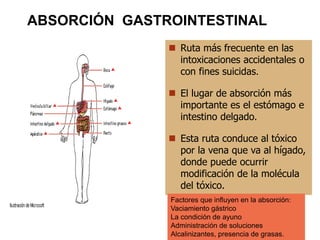 ABSORCIÓN GASTROINTESTINAL
 Ruta más frecuente en las
intoxicaciones accidentales o
con fines suicidas.
 El lugar de absorción más
importante es el estómago e
intestino delgado.
 Esta ruta conduce al tóxico
por la vena que va al hígado,
donde puede ocurrir
modificación de la molécula
del tóxico.
Factores que influyen en la absorción:
Vaciamiento gástrico
La condición de ayuno
Administración de soluciones
Alcalinizantes, presencia de grasas.
 
