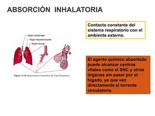 ABSORCIÓN INHALATORIA
Contacto constante del
sistema respiratorio con el
ambiente externo.
El agente químico absorbido
puede alcanzar centros
vitales como el SNC y otros
órganos sin pasar por el
hígado, ya que van
directamente al torrente
circulatorio.
 