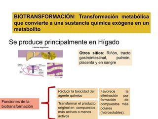 Se produce principalmente en Hígado
Otros sitios: Riñón, tracto
gastrointestinal, pulmón,
placenta y en sangre
Favorece la
eliminación por
formación de
compuestos más
polares
(hidrosolubles).
Reducir la toxicidad del
agente químico
Transformar el producto
original en compuestos
más activos o menos
activos
Funciones de la
biotransformación
BIOTRANSFORMACIÓN: Transformación metabólica
que convierte a una sustancia química exógena en un
metabolito
 