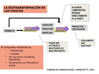 FÁRMACO
FASE I
OXIDACIÓN
REDUCCIÓN
HIDRÓLISIS
FASE II
PRODUCTOS
CONJUGADOS
ALGUNOS
COMPUESTOS
ENTRAN
DIRECTAMENTE
A LA FASE II
USUALMENTE
SON
INACTIVOS
PUEDE SER
ACTIVADO O
INACTIVADO (LO
MÁS FRECUENTE)
LA BIOTRANSFORMACIÓN DE
LOS TÓXICOS
TOMADO DE FARMACOLOGÍA. LIPPINCOTT’S, 2000.
El compuesto resultante es:
• + Hidrosoluble
• + Ionizado
• Se une menos a proteínas
plasmáticas
• Se almacena con dificultad en
grasas
 
