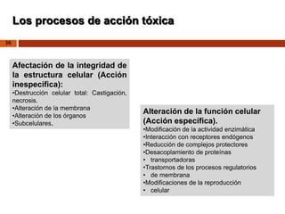 36
Los procesos de acción tóxica
Afectación de la integridad de
la estructura celular (Acción
inespecífica):
•Destrucción celular total: Castigación,
necrosis.
•Alteración de la membrana
•Alteración de los órganos
•Subcelulares.
Alteración de la función celular
(Acción específica).
•Modificación de la actividad enzimática
•Interacción con receptores endógenos
•Reducción de complejos protectores
•Desacoplamiento de proteínas
• transportadoras
•Trastornos de los procesos regulatorios
• de membrana
•Modificaciones de la reproducción
• celular
 