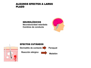 NEUROLÓGICOS
Neurotoxicidad retardada
Cambios de conducta
Dermatitis de contacto
Reacción alérgica
Paraquat
Malatión
ALGUNOS EFECTOS A LARGO
PLAZO
EFECTOS CUTÁNEOS
 
