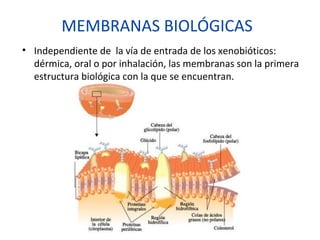 MEMBRANAS BIOLÓGICAS
• Independiente de la vía de entrada de los xenobióticos:
  dérmica, oral o por inhalación, las membranas son la primera
  estructura biológica con la que se encuentran.
 