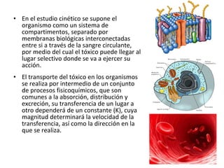 • En el estudio cinético se supone el
  organismo como un sistema de
  compartimentos, separado por
  membranas biológicas interconectadas
  entre si a través de la sangre circulante,
  por medio del cual el tóxico puede llegar al
  lugar selectivo donde se va a ejercer su
  acción.
• El transporte del tóxico en los organismos
  se realiza por intermedio de un conjunto
  de procesos fisicoquímicos, que son
  comunes a la absorción, distribución y
  excreción, su transferencia de un lugar a
  otro dependerá de un constante (K), cuya
  magnitud determinará la velocidad de la
  transferencia, así como la dirección en la
  que se realiza.
 
