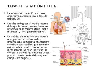 ETAPAS DE LA ACCIÓN TÓXICA
• La interacción de un tóxico con el
  organismo comienza con la fase de
  exposición.
• Las vías de ingreso al medio interno
  del organismo son: las respiratorias
  (inhalación), la tegumentaria (piel y
  mucosas) y la vía gastrointestinal.
• La cinética de un tóxico que ingresa
  al organismo se inicia con los
  procesos que regulan su absorción y
  terminan con aquéllos que permiten
  extraerlo inalterado o en forma de
  metabolismo, ya sean inactivos (no
  tóxicos) o activos (que muchas veces
  pueden resultar más tóxicos que el
  compuesto original).
 