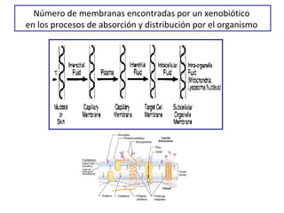 Número de membranas encontradas por un xenobiótico
en los procesos de absorción y distribución por el organismo
 