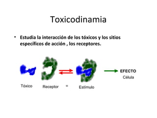 Toxicodinamia
• Estudia la interacción de los tóxicos y los sitios 
  específicos de acción , los receptores.




                                                    EFECTO
                                                        Célula

   Tóxico     Receptor   =     Estímulo
 