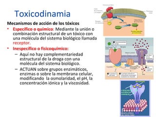 Toxicodinamia
Mecanismos de acción de los tóxicos
• Específico o químico: Mediante la unión o
  combinación estructural de un tóxico con
  una molécula del sistema biológico llamada
  receptor.
• Inespecífico o fisicoquímico: 
   – Aquí no hay complementariedad
     estructural de la droga con una
     molécula del sistema biológico.
   – ACTUAN sobre grupos enzimáticos,
     enzimas o sobre la membrana celular,
     modificando la osmolaridad, el pH, la
     concentración iónica y la viscosidad.
 