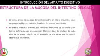 ESTRUCTURA DE LA MUCOSA DEL INTESTINO DELGADO
 La lámina propia es una capa de tejido conectivo en ella se encuentra: vasos
sanguíneos, colágeno y multitud de células del sistema inmunitario.
 El epitelio intestinal presenta dos funciones: transporte de sustancias y de
barrera defensiva, aquí se encuentran diferentes tipos de células y de todas
ellas la de mayor interés en la absorción de sustancias son las células
absortivas o enterositos.
INTRODUCCIÓN DEL APARATO DIGESTIVO
 