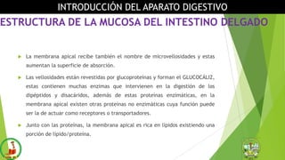 ESTRUCTURA DE LA MUCOSA DEL INTESTINO DELGADO
 La membrana apical recibe también el nombre de microvellosidades y estas
aumentan la superficie de absorción.
 Las vellosidades están revestidas por glucoproteínas y forman el GLUCOCÁLIZ,
estas contienen muchas enzimas que intervienen en la digestión de los
dipéptidos y disacáridos, además de estas proteínas enzimáticas, en la
membrana apical existen otras proteínas no enzimáticas cuya función puede
ser la de actuar como receptores o transportadores.
 Junto con las proteínas, la membrana apical es rica en lípidos existiendo una
porción de lípido/proteína.
INTRODUCCIÓN DEL APARATO DIGESTIVO
 