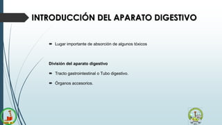 INTRODUCCIÓN DEL APARATO DIGESTIVO
 Lugar importante de absorción de algunos tóxicos
División del aparato digestivo
 Tracto gastrointestinal o Tubo digestivo.
 Órganos accesorios.
 