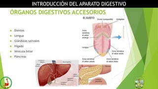 ÓRGANOS DIGESTIVOS ACCESORIOS
 Dientes
 Lengua
 Glándulas salivales
 Hígado
 Vesícula biliar
 Páncreas
INTRODUCCIÓN DEL APARATO DIGESTIVO
 