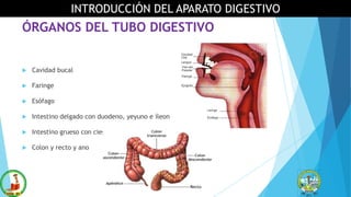 ÓRGANOS DEL TUBO DIGESTIVO
 Cavidad bucal
 Faringe
 Esófago
 Intestino delgado con duodeno, yeyuno e íleon
 Intestino grueso con ciego
 Colon y recto y ano
INTRODUCCIÓN DEL APARATO DIGESTIVO
 