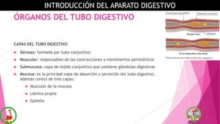 ÓRGANOS DEL TUBO DIGESTIVO
CAPAS DEL TUBO DIGESTIVO
 Serosas: formada por tubo conjuntivo
 Muscular: responsables de las contracciones y movimientos peristálticos
 Submucosa: capa de tejido conjuntivo que contiene glándulas digestivas
 Mucosa: es la principal capa de absorción y secreción del tubo digestivo,
además consta de tres capas:
 Muscular de la mucosa
 Lámina propia
 Epitelio
INTRODUCCIÓN DEL APARATO DIGESTIVO
 