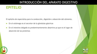 EPITELIO
El epitelio de especializa para la conducción, digestión o absorción del alimento.
 En el estómago es el secretor de la glándulas gástricas
 En el intestino delgado es predominantemente absortivo ya que es el lugar de
absorción de las proteínas
INTRODUCCIÓN DEL APARATO DIGESTIVO
 