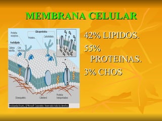 MEMBRANA CELULAR 42% LIPIDOS. 55% PROTEINAS. 3% CHOS 