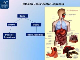 Relación Dosis/Efecto/Respuesta



             Dosis



   Externa               Interna




 Dosis de            Dosis Absorbida
Exposición
 