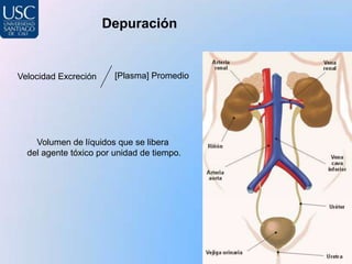 Depuración


Velocidad Excreción     [Plasma] Promedio




    Volumen de líquidos que se libera
  del agente tóxico por unidad de tiempo.
 