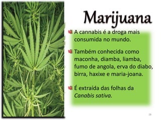 A cannabis é a droga mais
consumida no mundo.
Também conhecida como
maconha, diamba, liamba,
fumo de angola, erva do diabo,
birra, haxixe e maria-joana.
É extraída das folhas da
Canabis sativa.
28
 