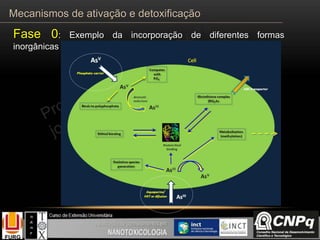 Fase 0: Exemplo da incorporação de diferentes formas
inorgânicas do arsênio
Mecanismos de ativação e detoxificação
 