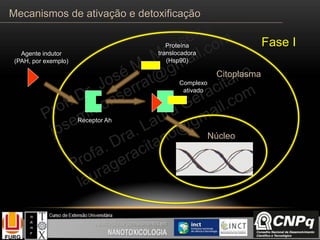 Proteína
translocadora
(Hsp90)
Agente indutor
(PAH, por exemplo)
Receptor Ah
Complexo
ativado
Citoplasma
Núcleo
Fase I
Mecanismos de ativação e detoxificação
 