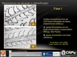 Análise imunocitoquímico de
CYP1A em brânquias de tilapia
(Oreochromis niloticus)
A: peces amostrados em um
local contaminado o (reservatório
Billings, São Paulo).
B: peces amostrados num local
referência.
Fase I
A
B
Fonte: Bainy et al. (1999).
Aquat. Toxicol., 44: 289-305
Mecanismos de ativação e detoxificação
 
