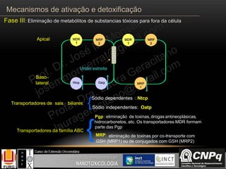 Fase III: Eliminação de metabólitos de substancias tóxicas para fora da célula
Mecanismos de ativação e detoxificação
Pgp: eliminação de toxinas,drogas antineoplásicas,
hidrocarbonetos, etc. Os transportadores MDR formam
parte das Pgp
MRP: eliminação de toxinas por co-transporte com-
MDR
1
MRP
2
MDR
1
MRP
2
Ntcp Oatp
Apical
Baso-
lateral MRP
1
Transportadores de sais biliares
Sódio dependentes : Ntcp
Sódio independentes: Oatp{
Transportadores da família ABC
{
União estreita
GSH (MRP1) ou de conjugados com GSH (MRP2)
 