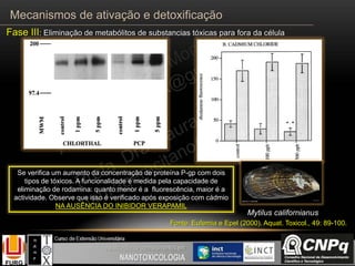 Se verifica um aumento da concentração de proteína P-gp com dois
tipos de tóxicos. A funcionalidade é medida pela capacidade de
eliminação de rodamina: quanto menor é a fluorescência, maior é a
actividade. Observe que isso é verificado após exposição com cádmio
NA AUSÊNCIA DO INIBIDOR VERAPAMIL
Fonte: Eufemia e Epel (2000). Aquat. Toxicol., 49: 89-100.
Mytilus californianus
Mecanismos de ativação e detoxificação
Fase III: Eliminação de metabólitos de substancias tóxicas para fora da célula
 