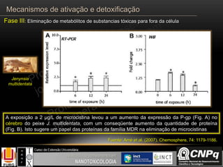 Jenynsia
multidentata
Fuente: Amé et al. (2007). Chemosphere, 74: 1179-1186.
Mecanismos de ativação e detoxificação
Fase III: Eliminação de metabólitos de substancias tóxicas para fora da célula
A exposição a 2 µg/L de microcistina levou a um aumento da expressão da P-gp (Fig. A) no
cérebro do peixe J. multidentata, com um conseqüente aumento da quantidade de proteína
(Fig. B). Isto sugere um papel das proteínas da família MDR na eliminação de microcistinas
 