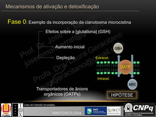 Fase 0: Exemplo da incorporação da cianotoxina microcistina
Transportadores de ânions
orgânicos (OATPs)
Extracel.
Intracel.
OATP
GSH
MYC
HIPÓTESE
Aumento inicial
Depleção
Efeitos sobre a [glutationa] (GSH)
Mecanismos de ativação e detoxificação
 