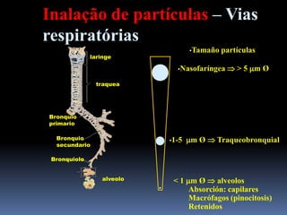 •Tamaño partículas
•Nasofaríngea  > 5 mm Ø
•1-5 mm Ø  Traqueobronquial
< 1 mm Ø  alveolos
Absorción: capilares
Macrófagos (pinocitosis)
Retenidos
laringe
traquea
Bronquio
primario
Bronquio
secundario
Bronquiolo
alveolo
Inalação de partículas – Vias
respiratórias
 